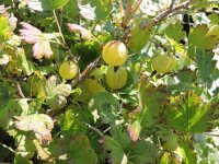 gelbe Stachelbeere Hinnonmäki gelb (Ribes uva-crispa) im...