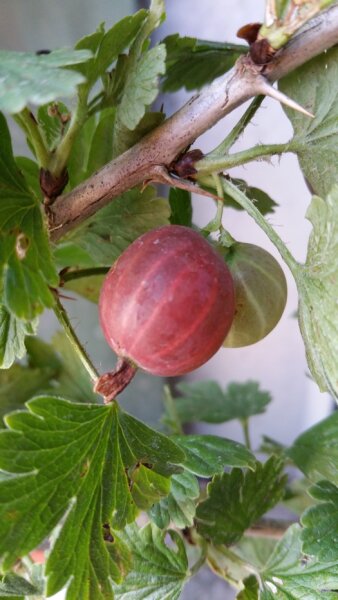 Stachelbeere Hinnonmäki rot (Ribes uva-crispa) Containerware Stammhöhe/Fußstamm  40-50 cm