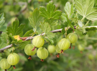 grüne Stachelbeere Karlin (Ribes uva-crispa)...