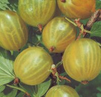 Ribes uva-crispa Invicta (grüne Stachelbeere)...