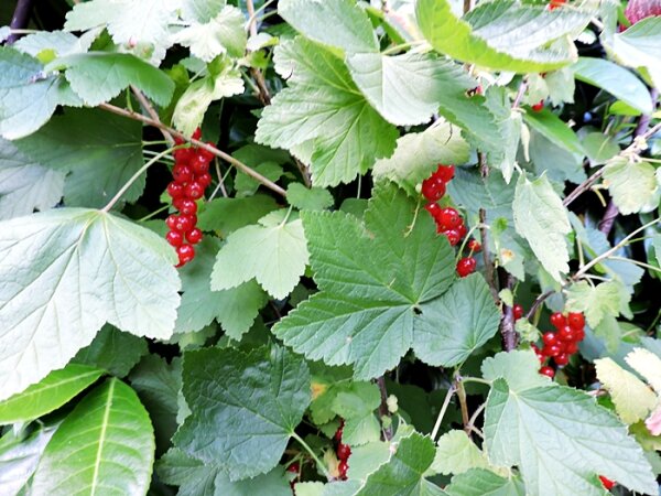 Ribes rubrum Red Lake - (Johannisbeere Red Lake), Containerware      40-60 cm