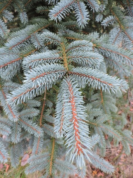 100 St.Blaufichte / Blautanne (Picea pungens glauca) Wurzelware, 3 jährig, 15-30cm