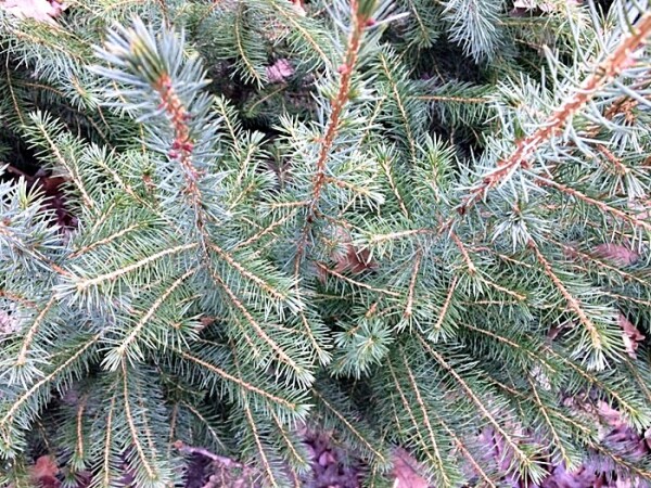 Serbische Fichte - (Picea omorika), Topfware      15-25 cm