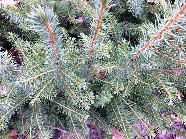 100St.Serbische Fichte (Picea omorika) Wurzelware, 4-jährig, verschult, 30-60cm