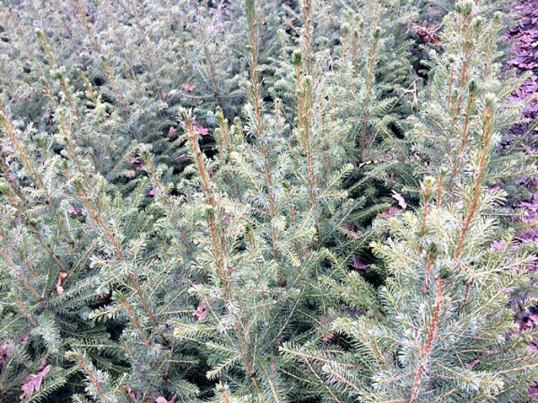 100St.Serbische Fichte (Picea omorika) Wurzelware, 4-jährig, verschult, 30-60cm