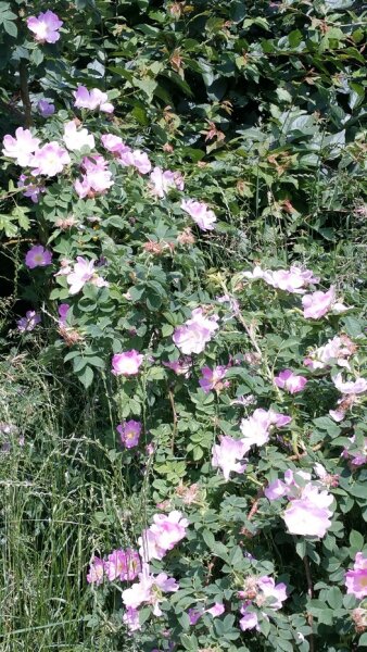 Weinrose / Schottische Zaunrose - (Rosa rubiginosa) ,Containerware 60-100 cm