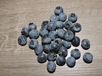 Heidelbeere / Blaubeere Berkeley (Vaccinium corymb.)...