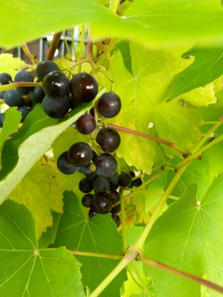 Vitis Roter Gutedel - (Weinrebe Roter Gutedel), Containerware      60-80 cm