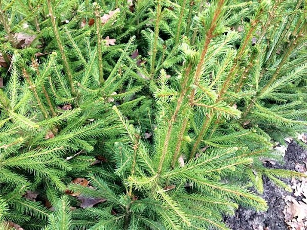Picea abies - (Rotfichte / Gemeine Fichte), Topfware      15-25 cm