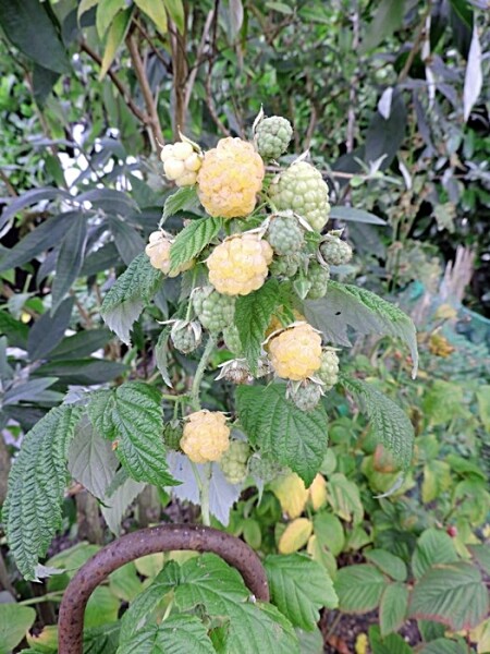 Himbeere Fallgold (Rubus id.) Containerware 40-60 cm