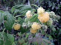 Himbeere Fallgold gelbe Früchte (Rubus idaeus)...