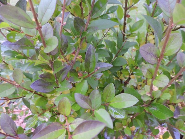 Ovalblättriger Liguster (Ligustrum ovalifolium) Heckenpflanzen im Topf 60-100 cm