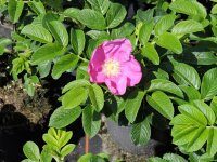 Apfelrose, Kartoffelrose, Hagebutte - (Rosa rugosa),...