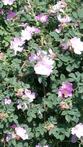 Weinrose / Schottische Zaunrose - (Rosa rubiginosa), Wurzelware, 2-3 Triebe, 60-80 cm