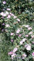 Weinrose / Schottische Zaunrose (Rosa rubiginosa)...