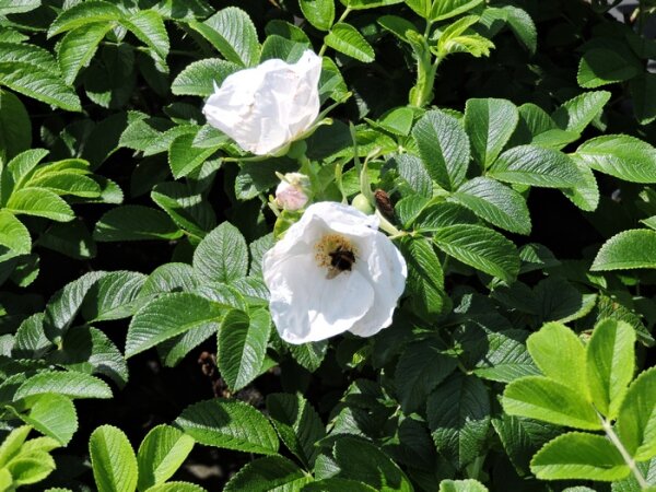 Apfelrose, Hagebutte, Kartoffelrose Alba´- (Rosa rugosa Alba), Wurzelware, 2-3 Triebe,60-80 cm