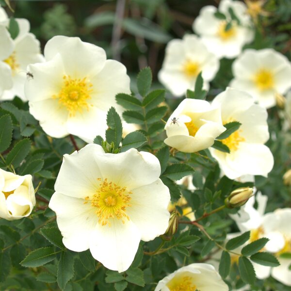 Bibernellrose / Dünenrose - (Rosa pimpinellifolia),Wurzelware, 2-3 Triebe, 60-80 cm