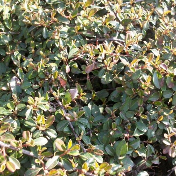 Kriechmispel Eichholz (Cotoneaster dammeri) im Topf 20-30 cm