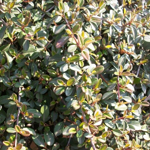 Kriechmispel Eichholz (Cotoneaster dammeri) im Topf 20-30 cm