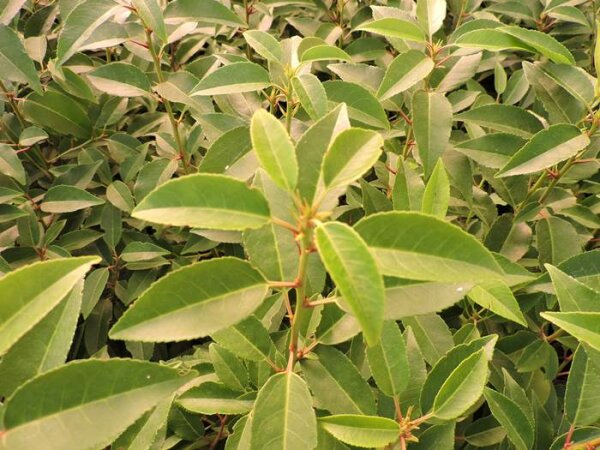 Portugiesische Lorbeerkirsche (Prunus lusitanica Angustifolia) Topfware 15-30 cm