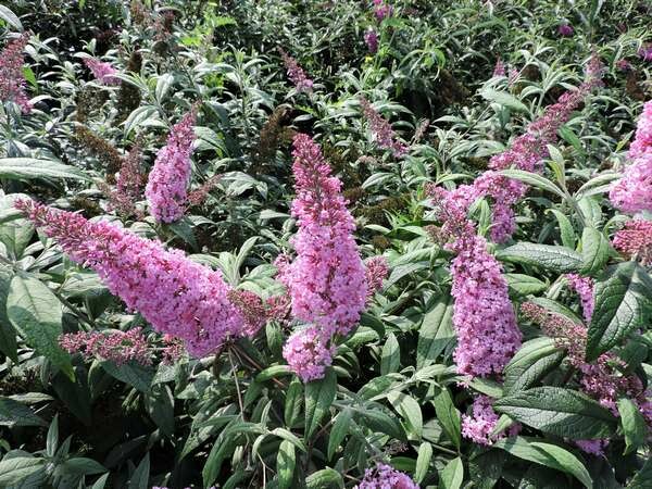 3 Schmetterlingsflieder, Buddleja Reve de Papillon White, Pink Delight, Black Knight 15-20 cm Topfpflanze