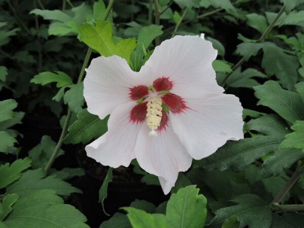 Gartenhibiscus, Garteneibisch, Hibiskus Mathilda (Hibiscus syriacus) Topfware 15-25 cm