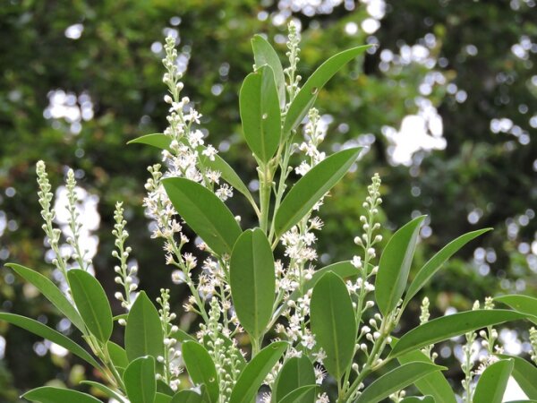 Kirschlorbeer Novita (Prunus lauroc. Novita) Heckenpflanzen im Topf 40-60cm