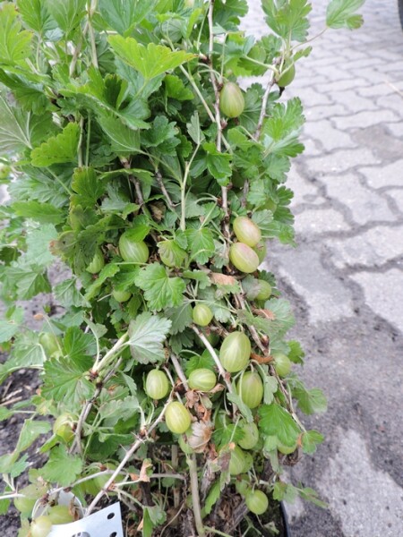 Stachelbeere Hinnonmäki grün (Ribes uva-crispa) Containerware Stammhöhe/Fußstamm  40-50 cm
