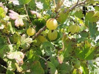 grüne Stachelbeere Hinnonmäki grün (Ribes uva-crispa)...