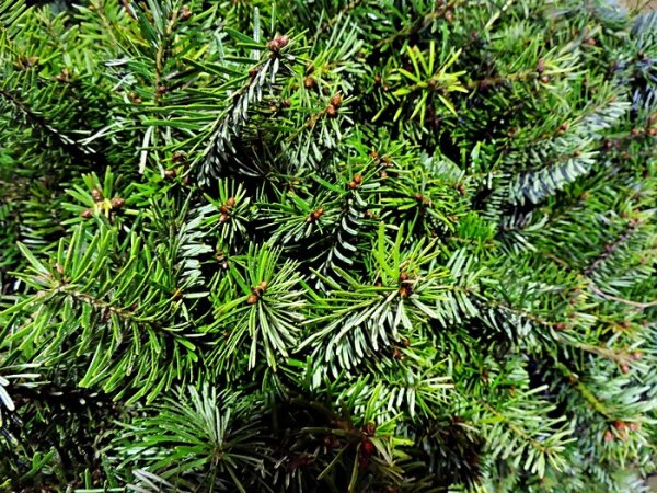 Nordmanntanne / Weihnachtsbaum - (Abies nordmanniana)