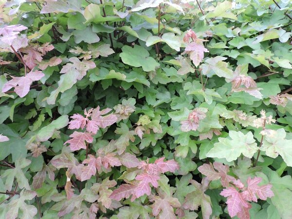 Acer campestre - (Feldahorn)