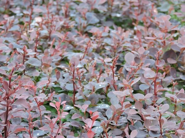 Rote Heckenberberitze Atropurpurea (Berberis thunbergii Atropurpurea)