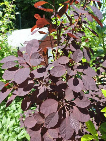 Cotinus coggygria Royal Purple (Roter Perückenstrauch)