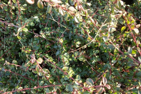 Kriechmispel Skogholm (Cotoneaster dammeri)
