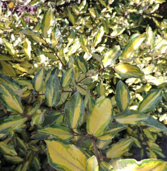 Buntlaubige Ölweide Maculata (Elaeagnus pungens)