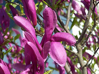 Magnolia liliiflora Nigra (Purpur-Magnolie)