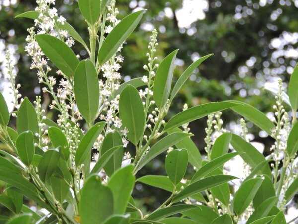 Kirschlorbeer Mount Vernon (Prunus laurocerasus Mount Vernon)