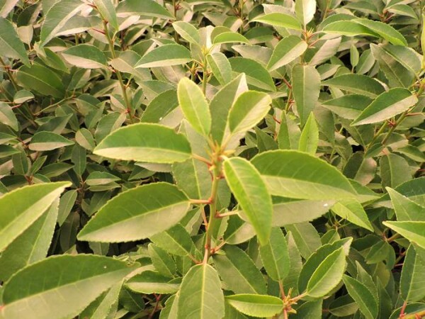 Portugiesische Lorbeerkirsche (Prunus lusitanica Angustifolia)