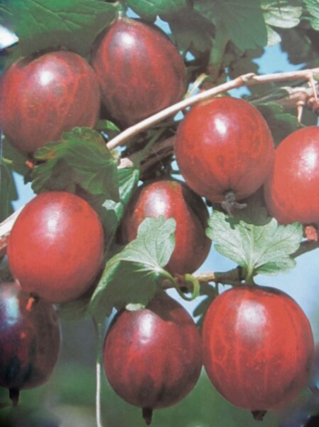 rote Stachelbeere Redeva (Ribes uva-crispa)