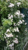 Vielblütige Rose / Büschelrose (Rosa multiflora)