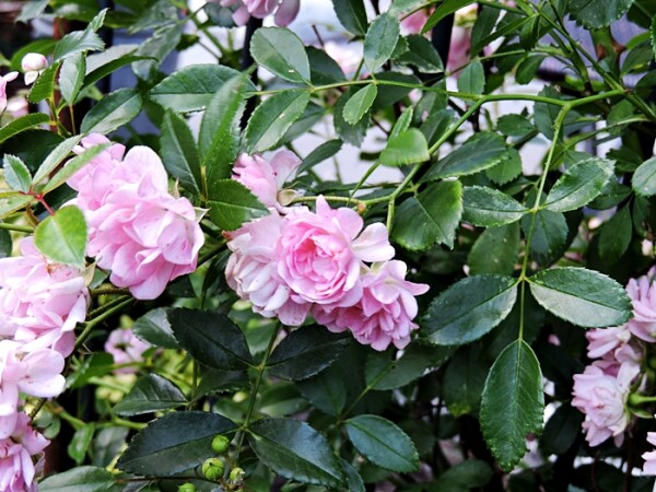 Bodendeckerrose The Fairy (Rosa)