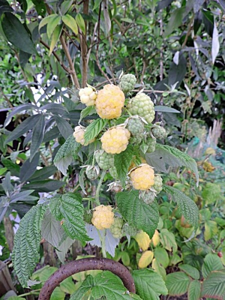 Himbeere Fallgold (Rubus id.)