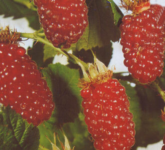Rubus Tayberry® (Him-Brombeere)