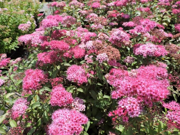 Rote Sommerspiere Anthony Waterer (Spiraea japonica)