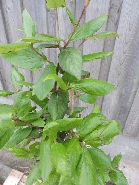 Immergrüner Schneeball (Viburnum burkwoodii)