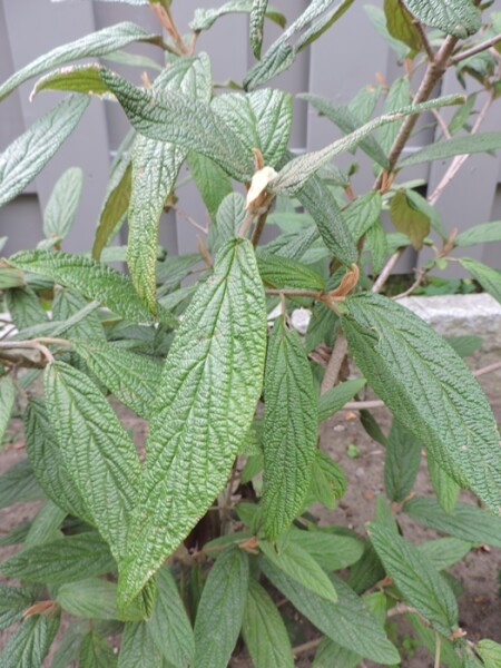 Viburnum rhytidophyllum (Runzelblättriger Schneeball)