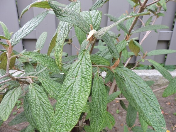 Viburnum rhytidophyllum (Runzelblättriger Schneeball)
