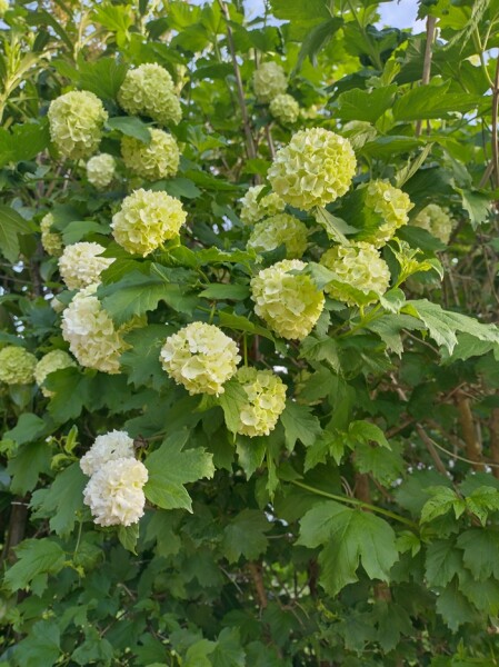 Gefüllter Schneeball Roseum (Viburnum opulus)