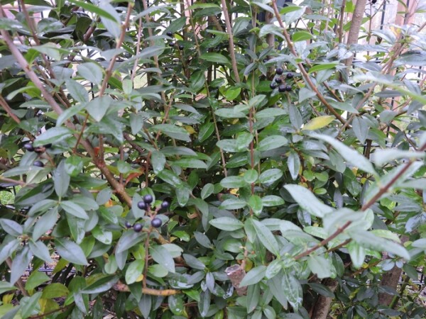 Schwarzgrüner Liguster Atrovirens (Ligustrum vulgare) Wurzelware 2-3 Triebe 60-90 cm