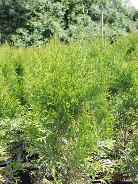 Lebensbaum Smaragd (Thuja occidentalis Smaragd) im Topf 40-60cm